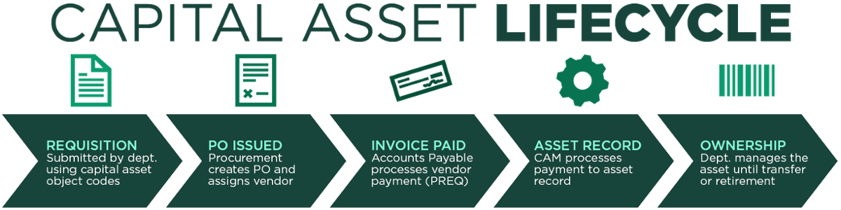 Infographic detailing the five stages of the capital asset lifecycle. Requisition submitted by department using capital asset object codes. PO issued by Procurement, including vendor selection. Invoice paid by Accounts Payable via PREQ. CAM receives PREQ document and creates the asset record. Ownership is granted to the department, who manages the asset until transfer or retirement.